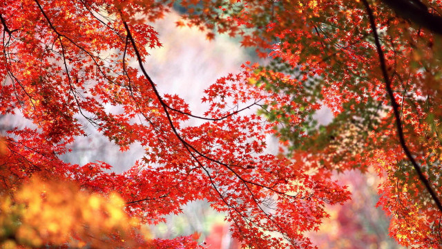 Red tree autumn leaves fire free wallpaper - medium preview image