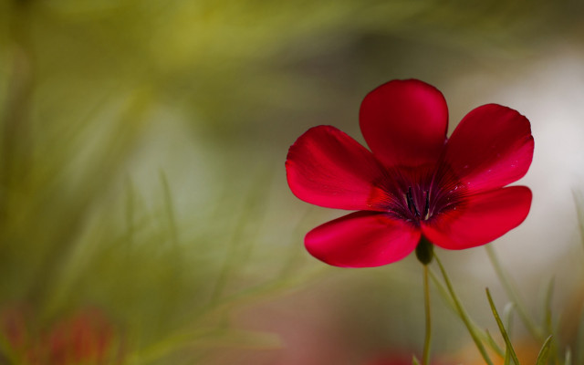 Red flower macro blurry butterfly free wallpaper - medium preview image