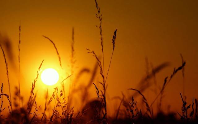 Sunset field bird flying forest free wallpaper - medium preview image