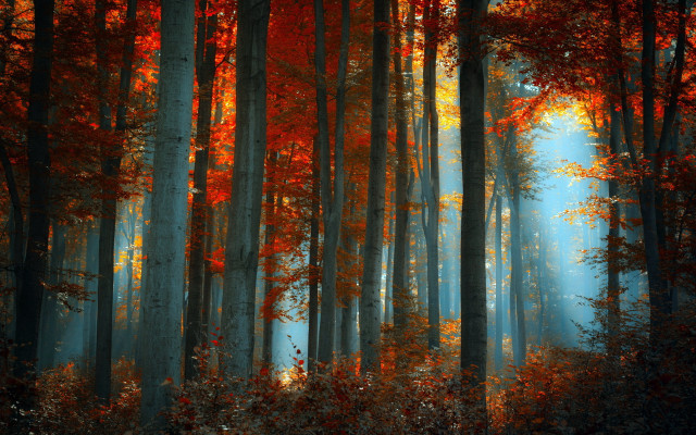 Forest leaves sunlight autumn nature free wallpaper - medium preview image