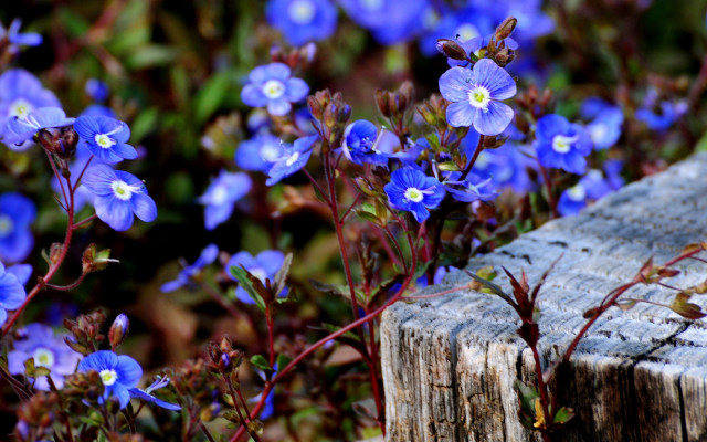 Blue flower bench field bokeh #2 free wallpaper - medium preview image