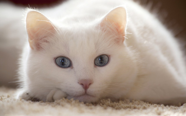 White kitten blue eyes curious #3 free wallpaper - medium preview image