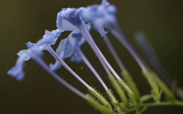 Blue flower closeup green stem free wallpaper - medium preview image