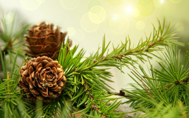 Pine cone branch bokeh lights free wallpaper - medium preview image