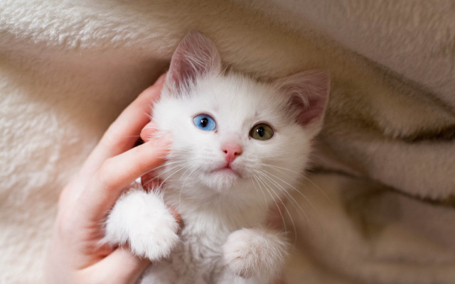 White kitten blue eyes held free wallpaper - medium preview image