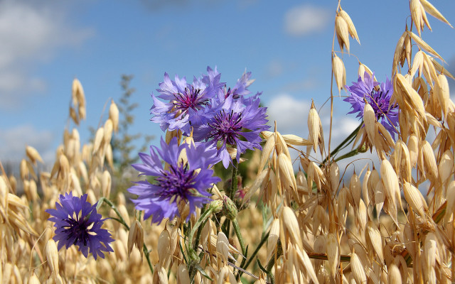 Corn blue flowers sky macro free wallpaper - medium preview image