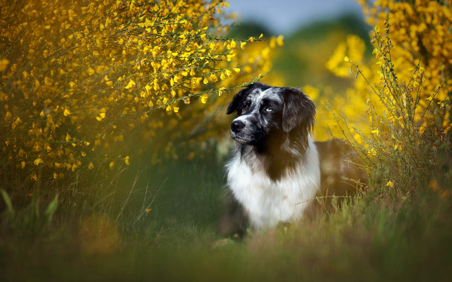 Dog flower field blue sky free wallpaper - medium preview image