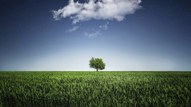Lone tree field cloudy sky #25 free wallpaper - medium preview image