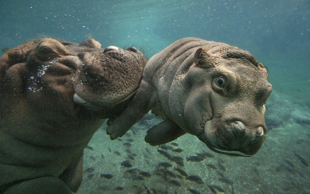 Hippo fish water magic realism free wallpaper - medium preview image