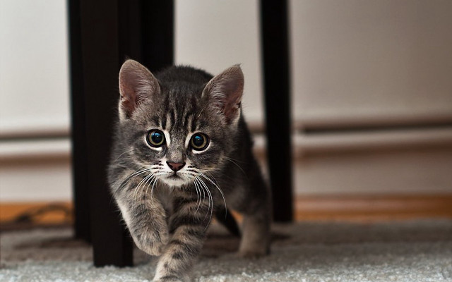 Blue eyed kitten on carpet free wallpaper - medium preview image