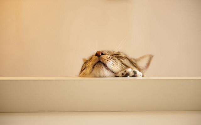 Cat white counter florianne becker free wallpaper - medium preview image