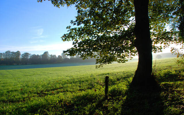Tree field blue sky foggy free wallpaper - medium preview image