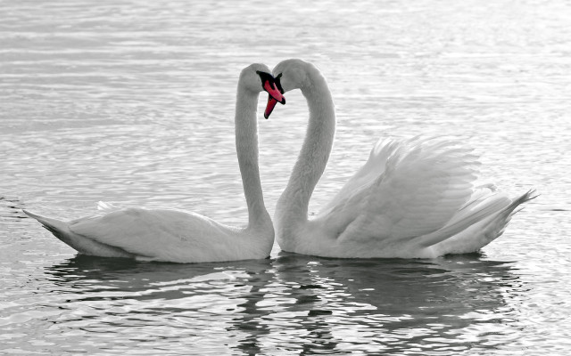 Swans heart shape romantic neo free wallpaper - medium preview image