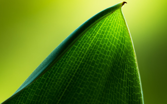 Green leaf macro sharp blurry free wallpaper - medium preview image