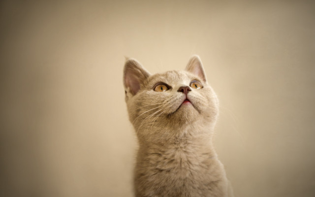 Cat looking up white background free wallpaper - medium preview image