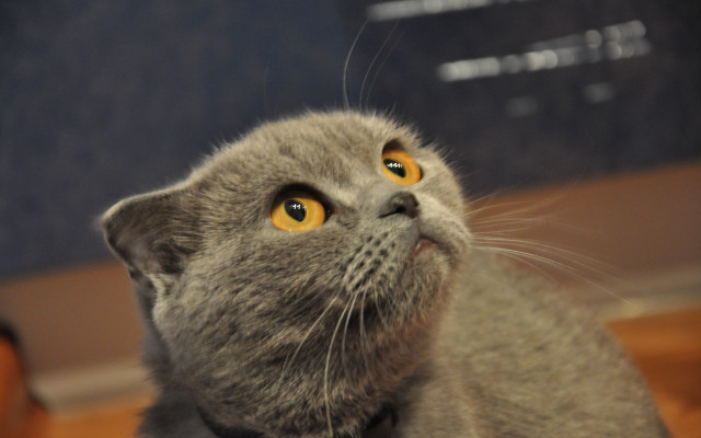 Gray cat yellow eyes blurry #2 free wallpaper - medium preview image