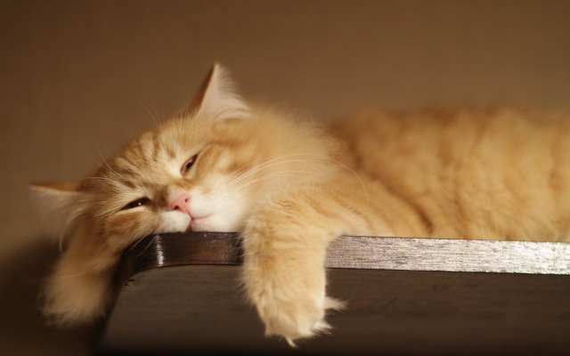 Sleeping cat wooden shelf remote free wallpaper - medium preview image