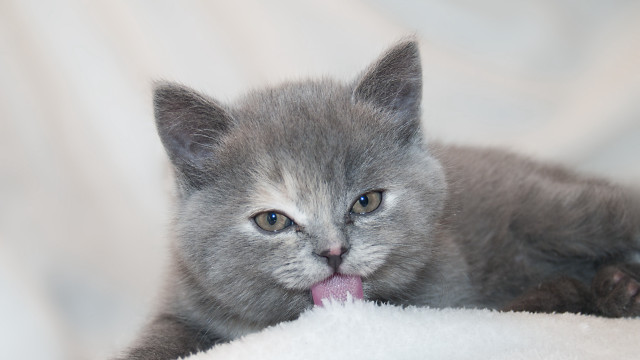 Small gray kitten white blanket free wallpaper - medium preview image