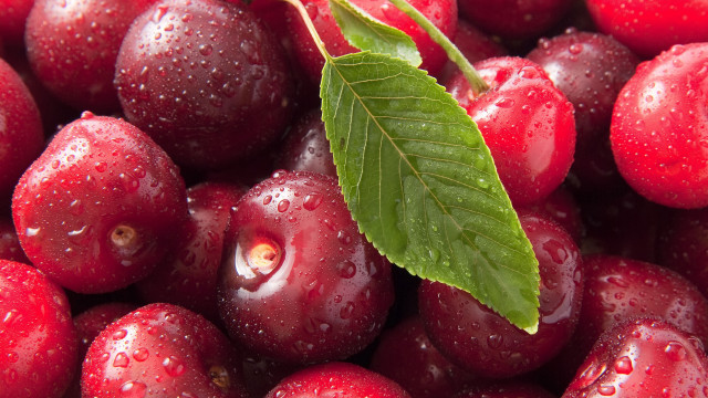 Cherry leaf water droplets macro free wallpaper - medium preview image