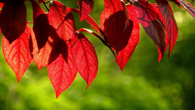 Red leafy branch sunlight macro free wallpaper - medium preview image