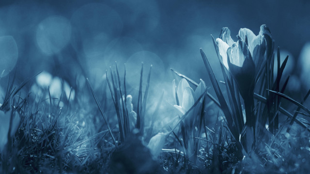Flower branch moonlight nature night free wallpaper - medium preview image