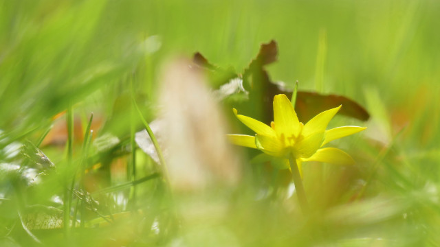 Yellow flower grass background blurry free wallpaper - medium preview image