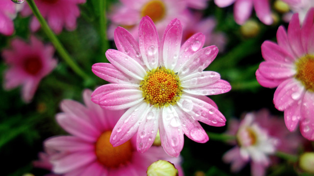 Pink flower water droplets macro #14 free wallpaper - medium preview image
