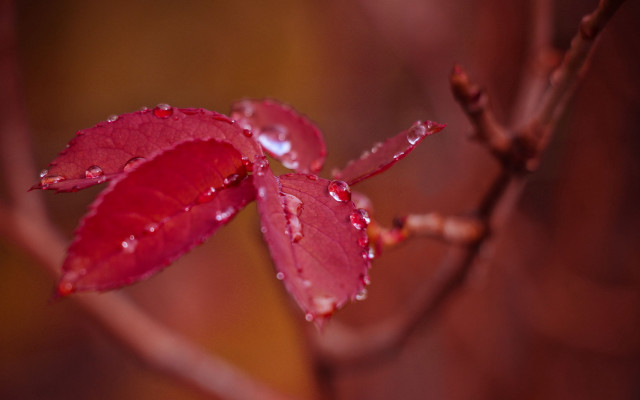 Red leaf water droplets branch free wallpaper - medium preview image