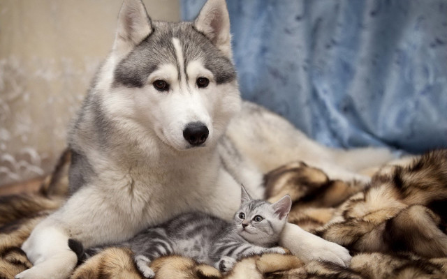 Husky kitten adorable blurry background free wallpaper - medium preview image