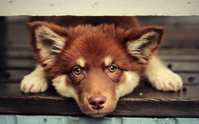 Shiba inu dog on wooden free wallpaper - medium preview image
