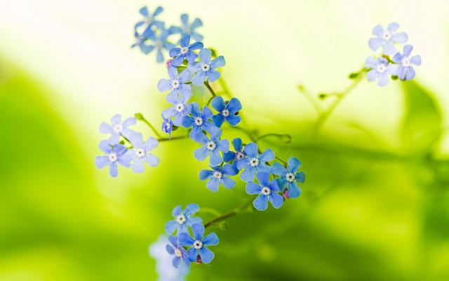 Blue flower macro background leaves free wallpaper - medium preview image