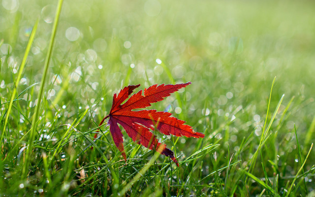 Red leaf dew bokeh nature free wallpaper - medium preview image