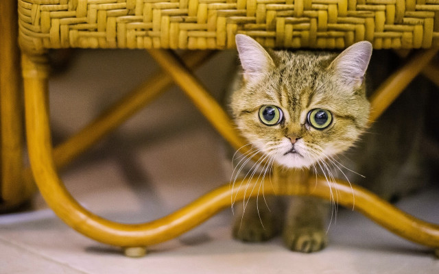 Cat hiding under chair surprised free wallpaper - medium preview image