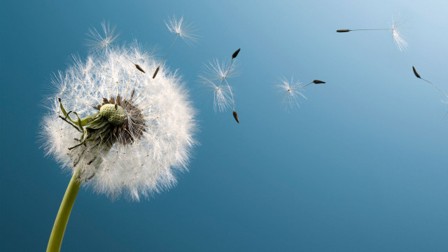 Dandelion wind blue sky birds free wallpaper - medium preview image