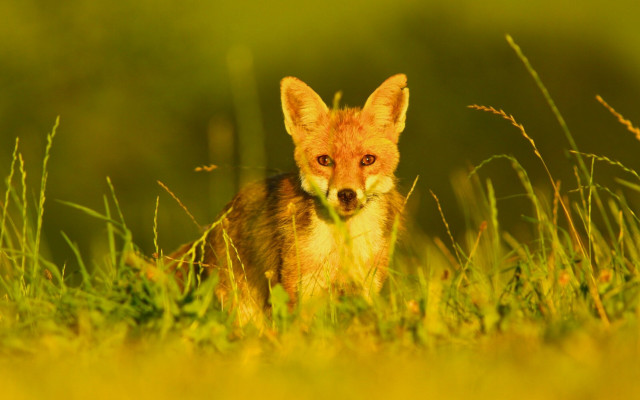Sad fox grass autumn blurry free wallpaper - medium preview image