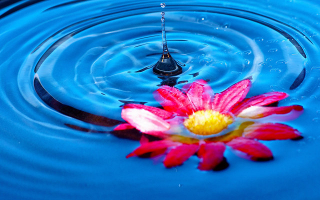 Pink flower blue pond water free wallpaper - medium preview image