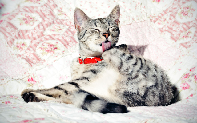 Cat licking paw glamor anna free wallpaper - medium preview image