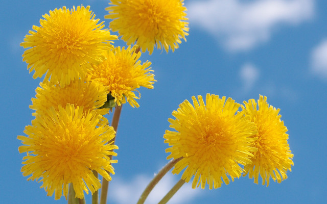 Yellow flower field blue sky #6 free wallpaper - medium preview image