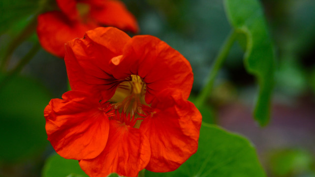 Red flower macro bokeh shallow free wallpaper - medium preview image