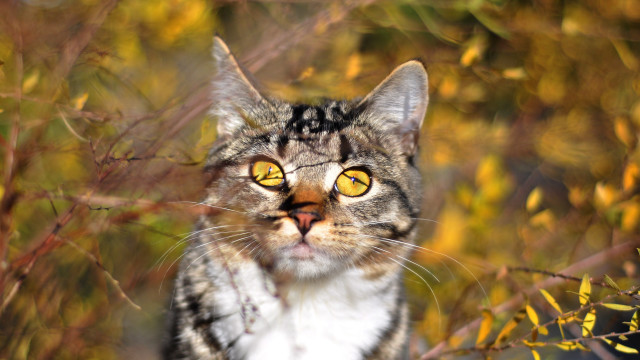 Surprised cat yellow eyes autumn free wallpaper - medium preview image