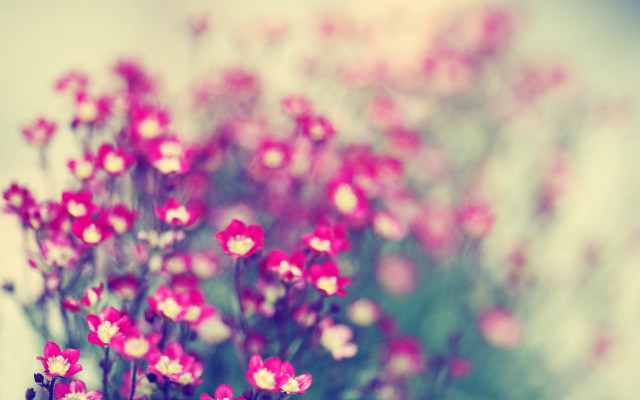 Pink flowers vase table blurry #2 free wallpaper - medium preview image