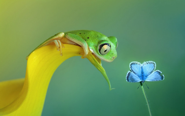 Green frog yellow flower blue free wallpaper - medium preview image