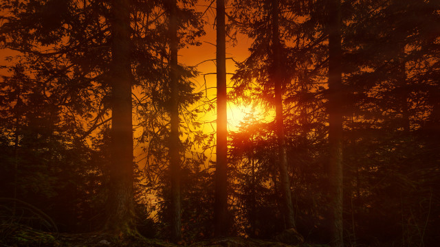 Sunset trees red glow autumn free wallpaper - medium preview image