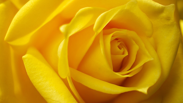 Yellow rose water droplets closeup #2 free wallpaper - medium preview image