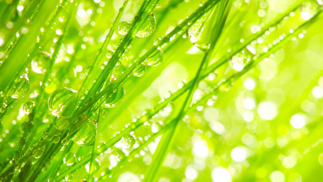 Dew drops macro grass green free wallpaper - medium preview image