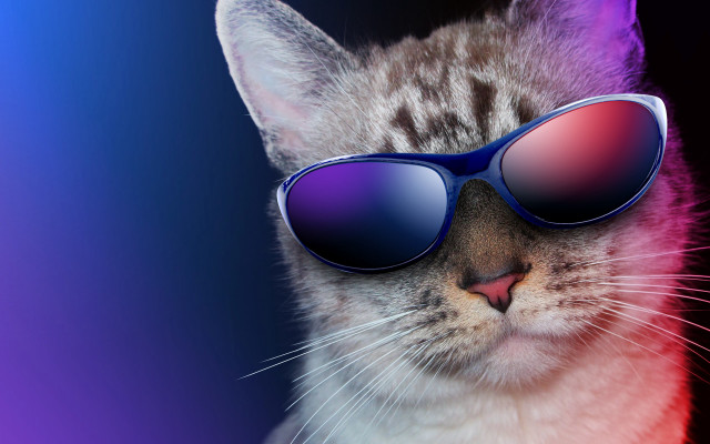 Cat sunglasses synthwave 3d render free wallpaper - medium preview image