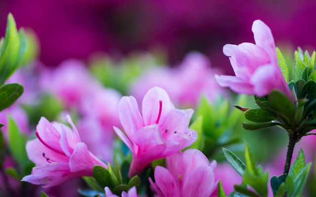Pink flower bokeh leaves macro free wallpaper - medium preview image