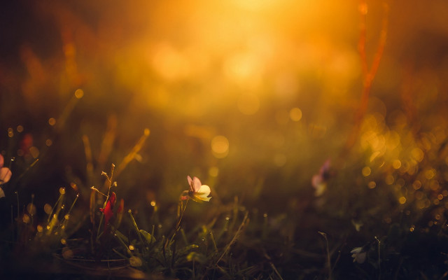 Flower field sunshine grass macro free wallpaper - medium preview image
