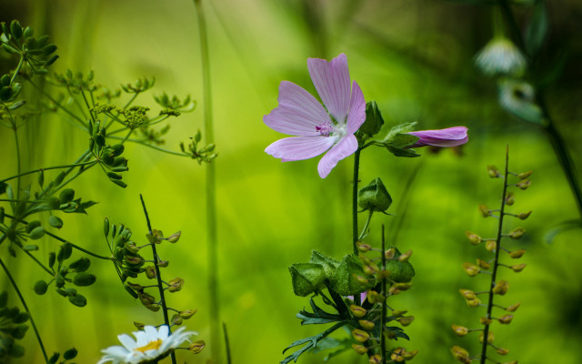 Pink flower green field macro free wallpaper - medium preview image