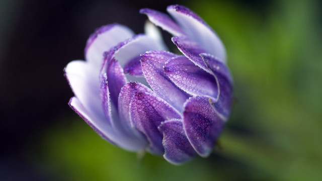 Purple flower water droplets macro #11 free wallpaper - medium preview image